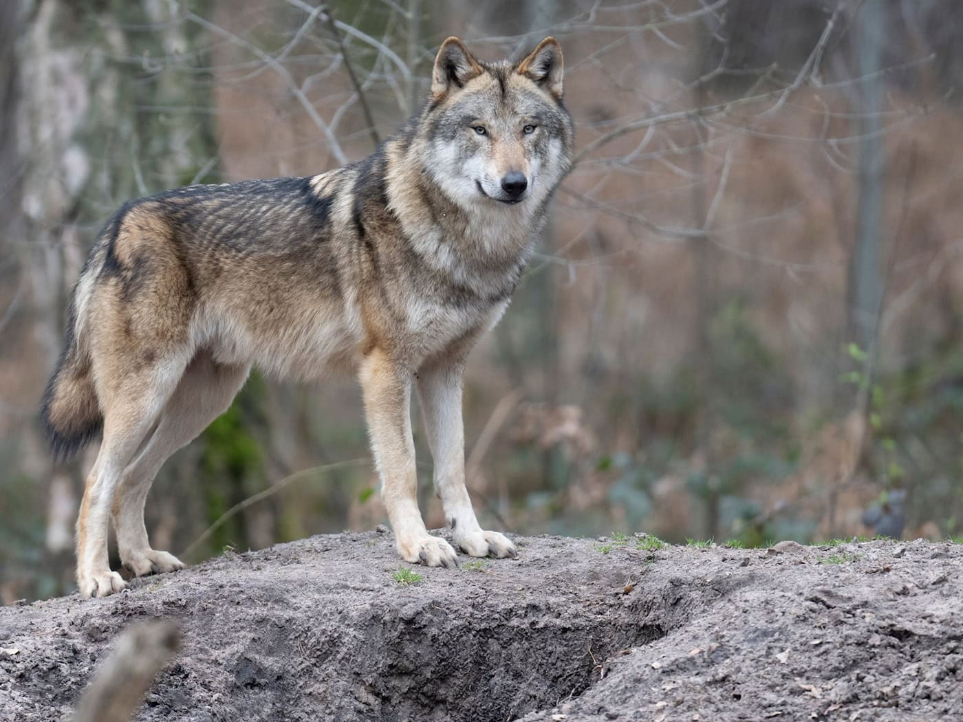 Wolf kills in Saxony: 108 dead farm animals in the first quarter