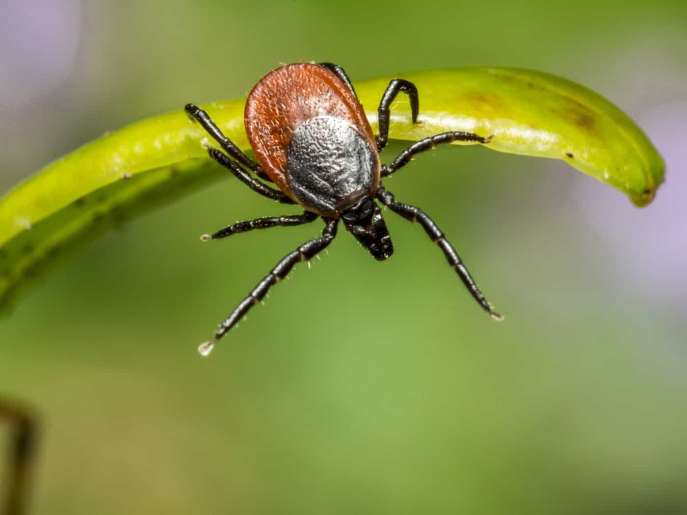 Eine Nahaufnahme einer Zecke, die an der Spitze eines grünen Blattes sitzt. Der Körper des Parasiten ist rötlich-braun und schwarz, die acht Beine sind deutlich erkennbar. Der Hintergrund ist in unscharfen Grün- und Lilatönen gehalten.