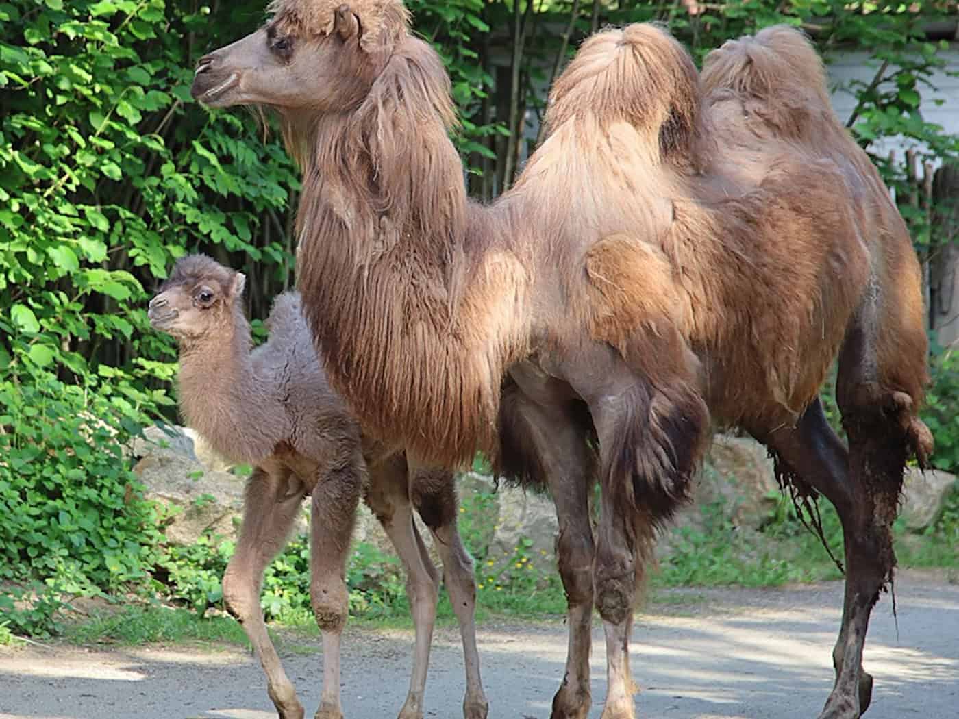 Unerwartete Trampeltiergeburt im Tierpark Görlitz