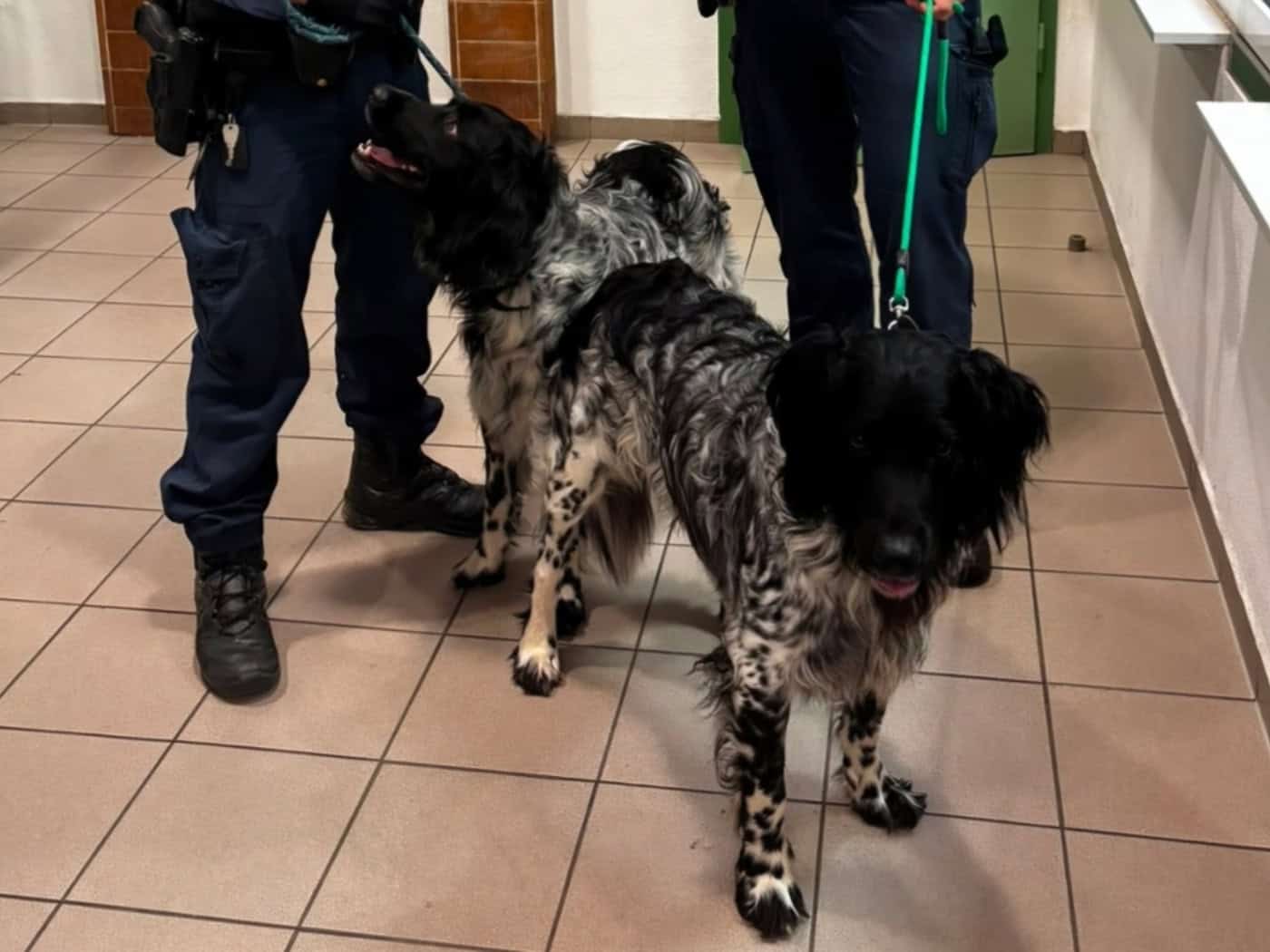 Zwei herrenlose Hunde beschäftigen Polizei in Ottendorf-Okrilla