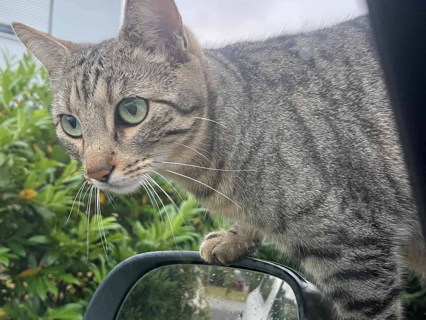 Schicksal der Straßenkatzen: Sachsen verlängert wichtige Umfrage