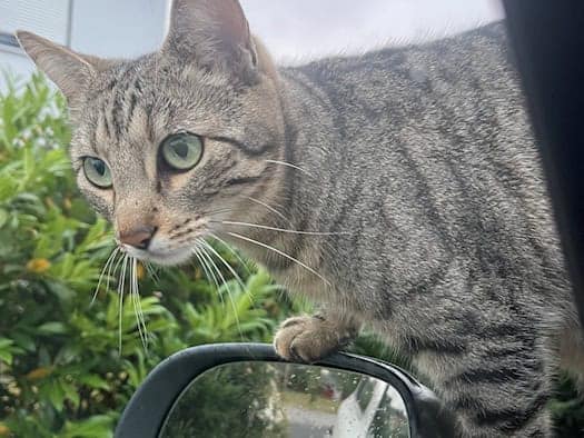 Schicksal der Straßenkatzen: Sachsen verlängert wichtige Umfrage