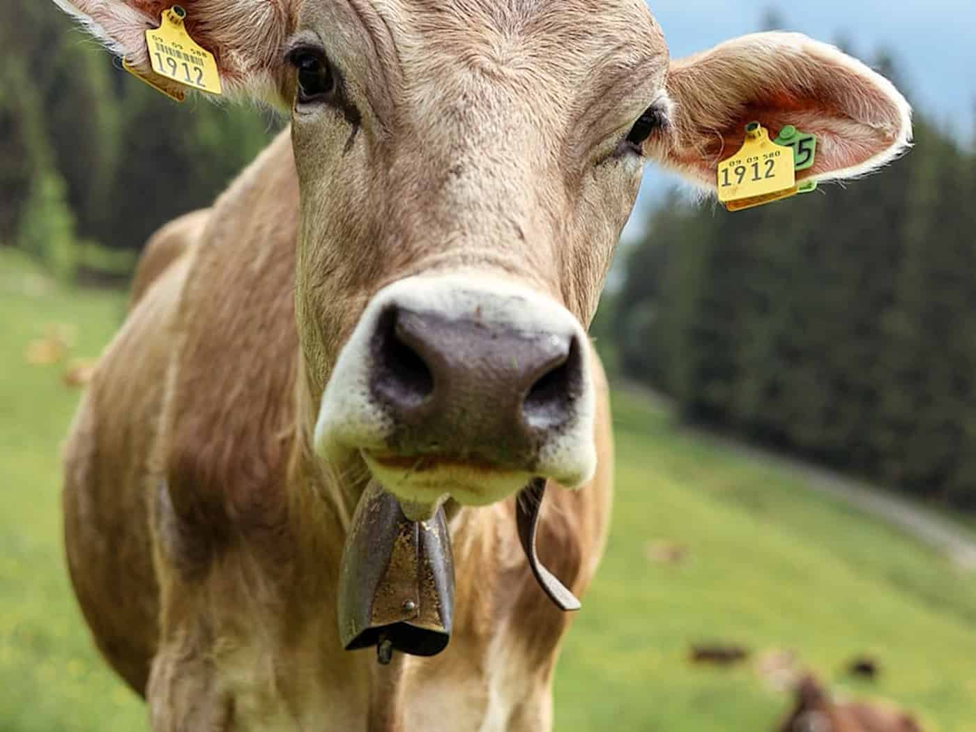Tierseuchen-Drama simuliert: Was passiert im Ernstfall in der Tierkörperbeseitigung in Lenz?
