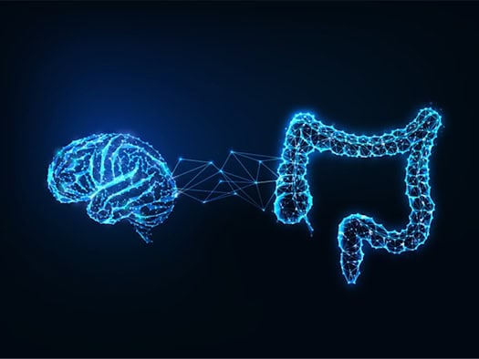 Immune system, intestinal bacteria, early childhood: The "nest" that protects the brain of a premature baby