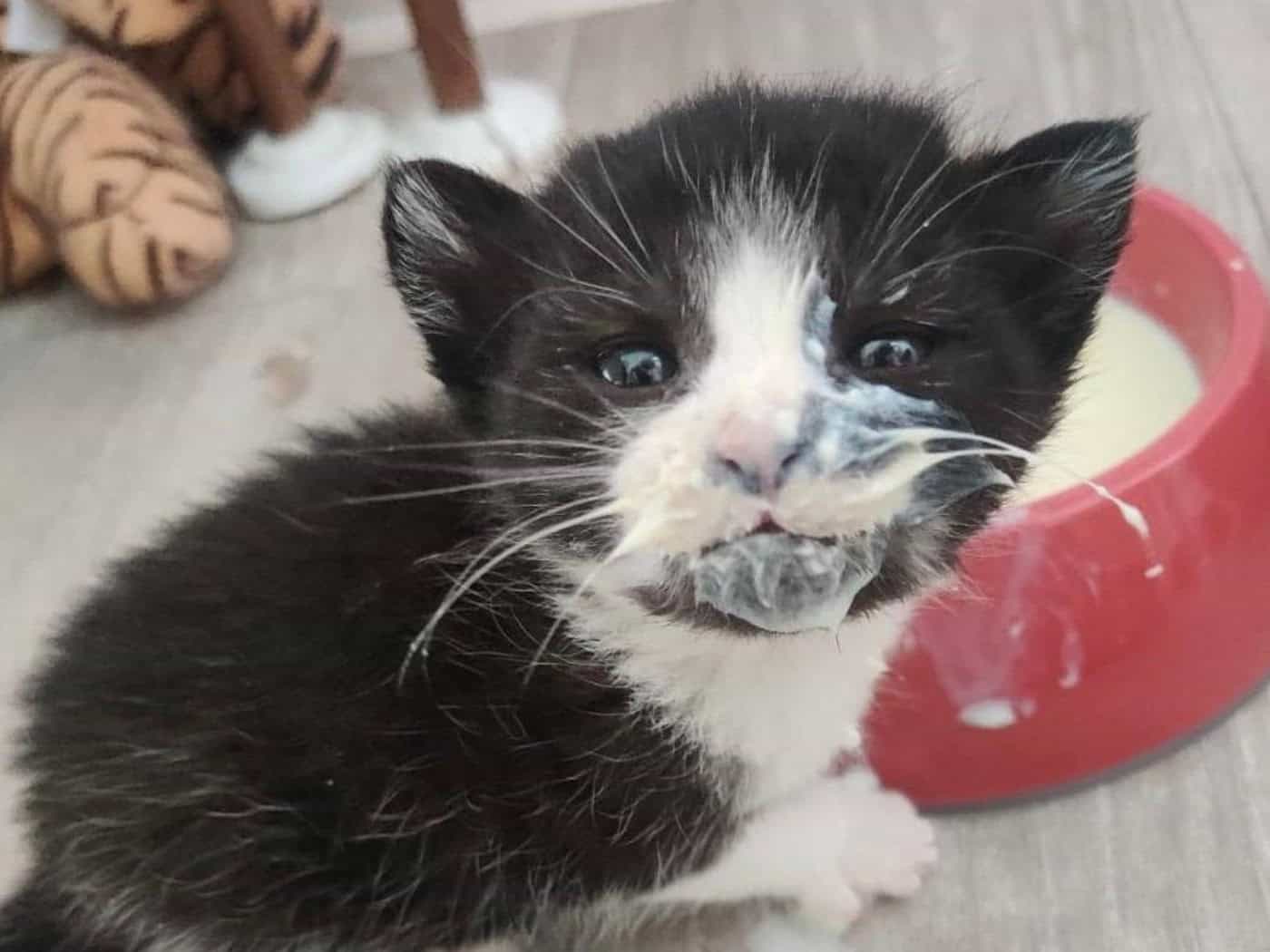 Katzenbaby in Nahaufnahme beim Milchschlecken