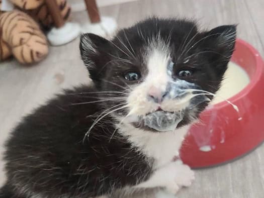 Katzenbaby in Nahaufnahme beim Milchschlecken