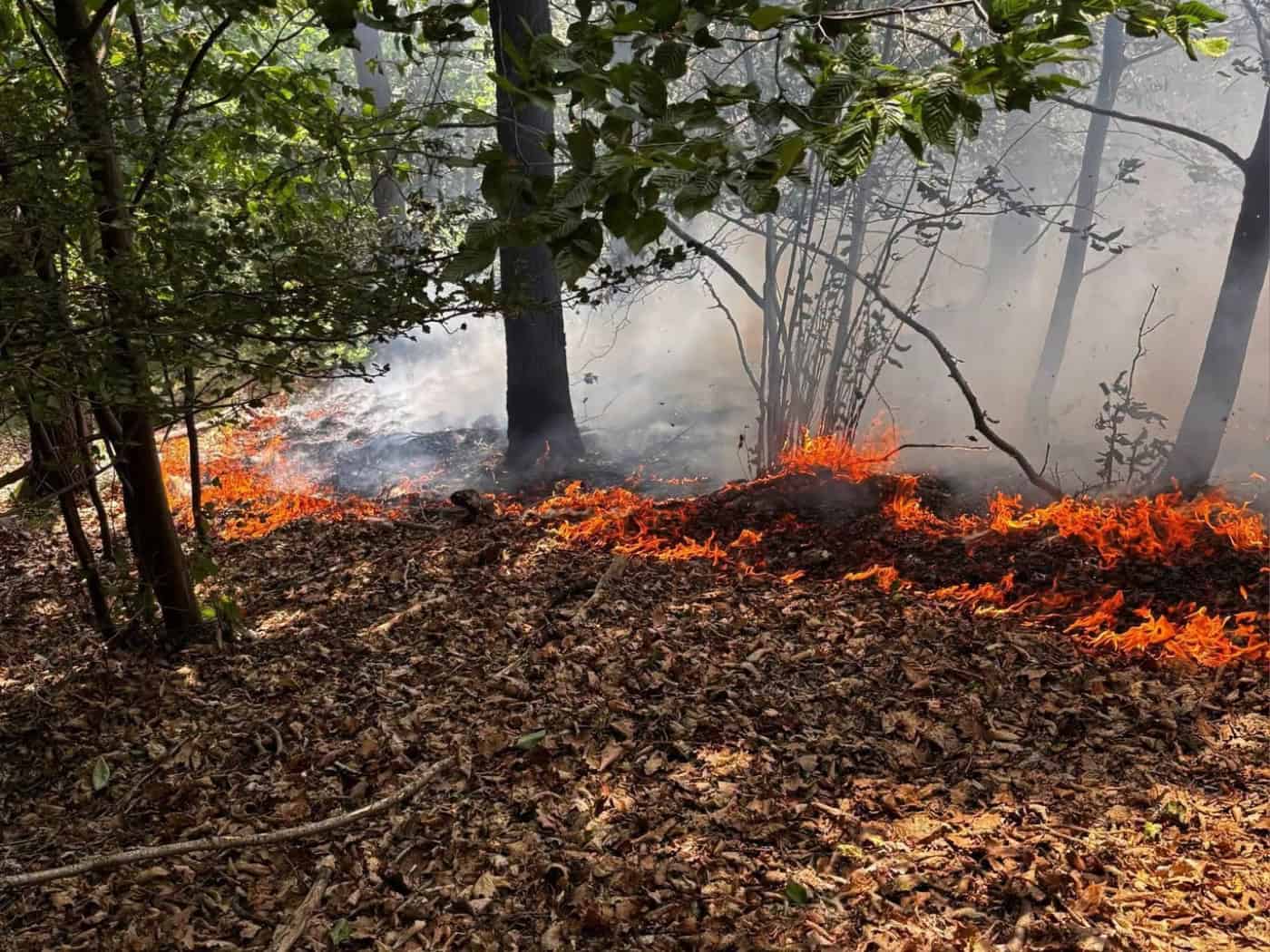 Fünf Hektar brennen: Großeinsatz bei Wald- und Feldbrand in Meißen
