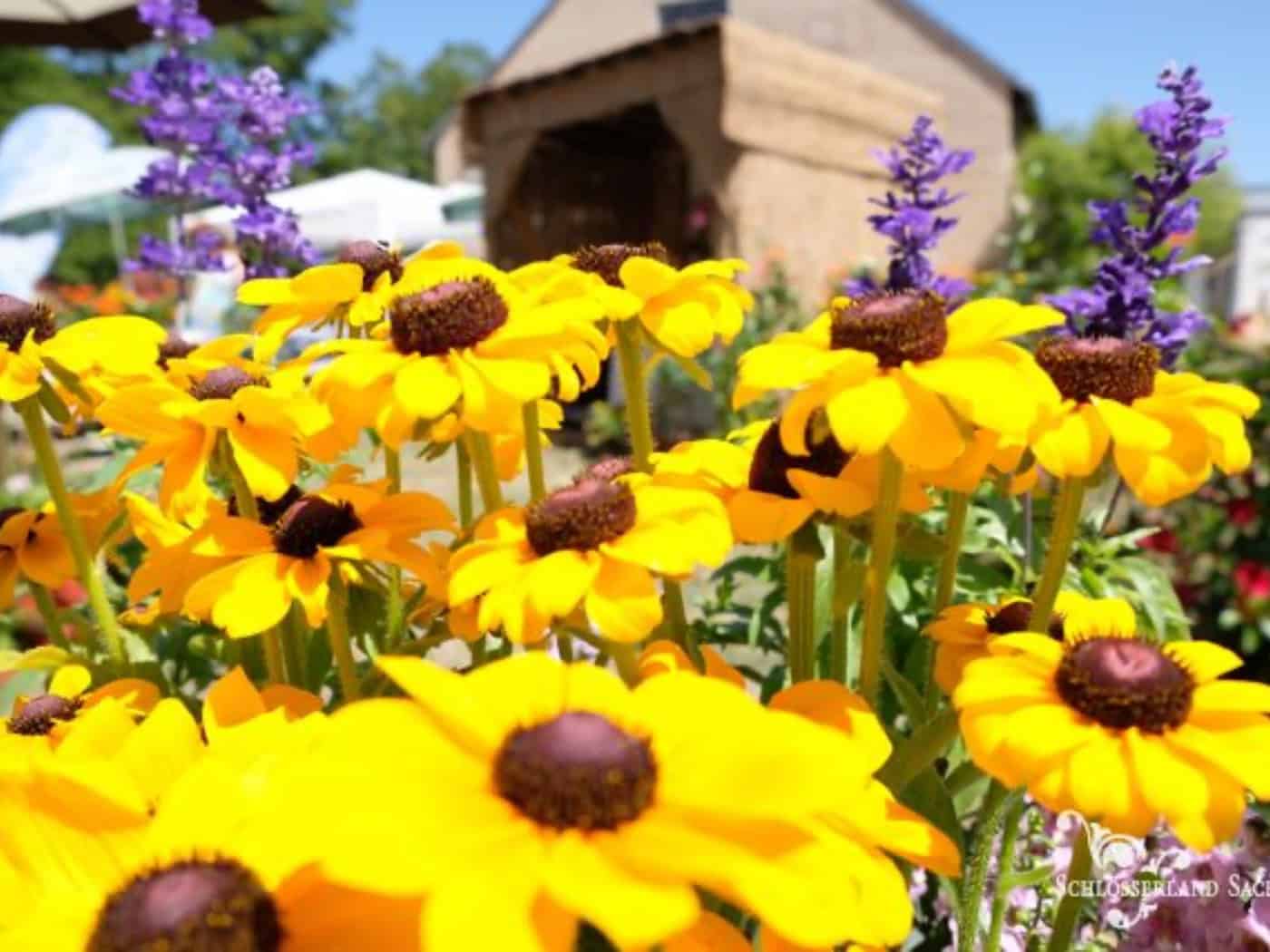 Jubiläum in Nossen: Klosterpark Altzella feiert 25. Gartenschau