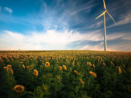 Eine weitläufige, blühende Sonnenblumenwiese unter einem weiten, blauen Sommerhimmel mit lockeren Schleierwolken.  Auf der rechten Seite ragt eine moderne, weiße Windkraftanlage mit drei Rotorblättern weit in den Himmel.