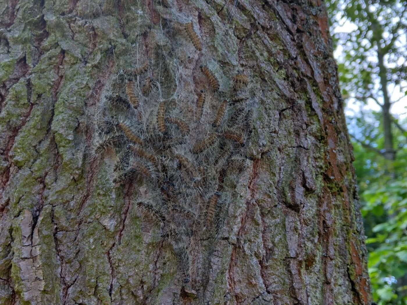 Ein dichtes Gespinstnest des Eichenprozessionsspinners mit zahlreichen behaarten Raupen am hölzernen Stamm einer Eiche im Großen Garten Dresden.