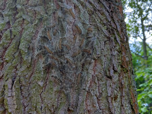 Ein dichtes Gespinstnest des Eichenprozessionsspinners mit zahlreichen behaarten Raupen am hölzernen Stamm einer Eiche im Großen Garten Dresden.