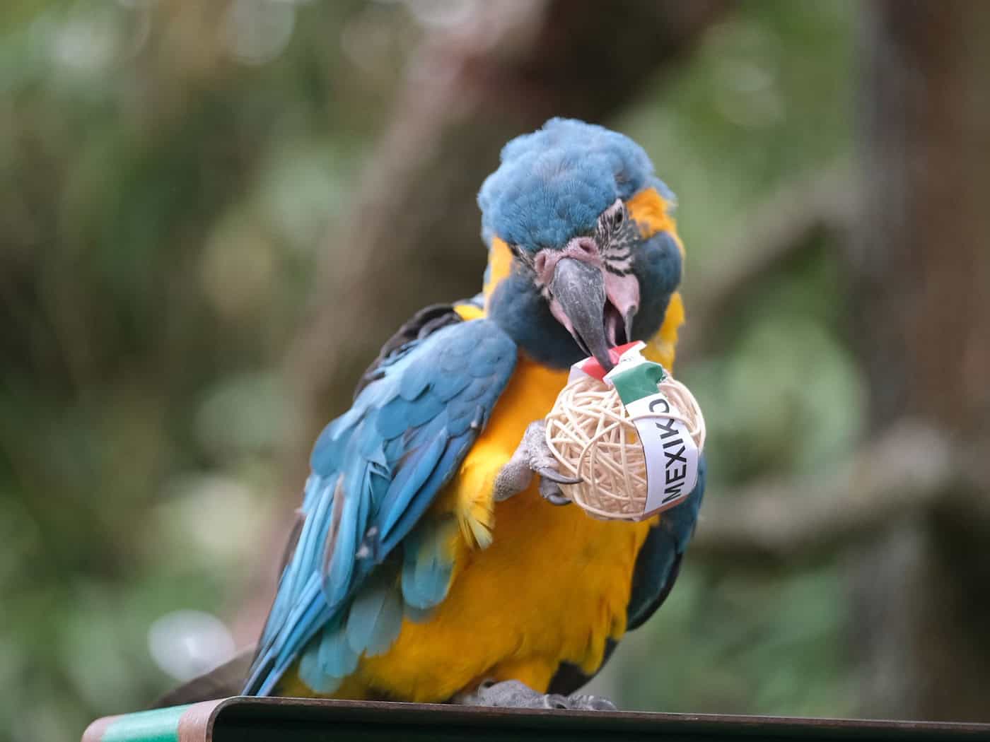 Elephant, monkey & co: Animal soccer tips for the World Cup