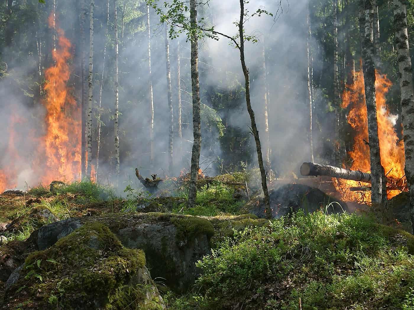 Klipphausen: Brandstifter setzen Waldstück in Brand