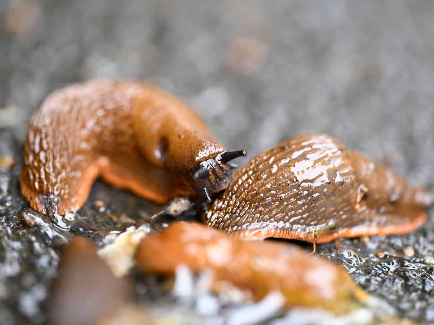 Frau legt Nachbarin 30 Nacktschnecken ins Beet