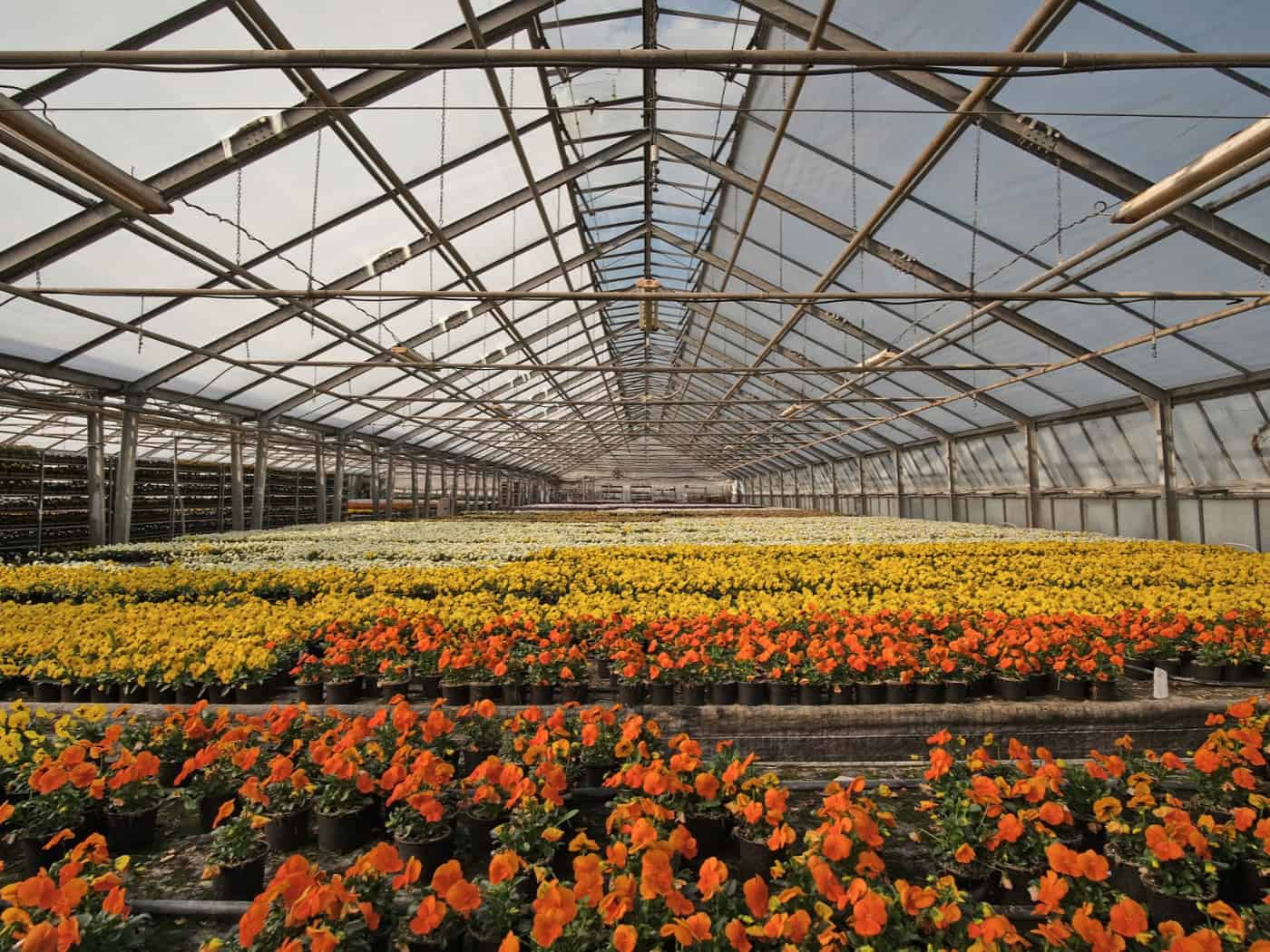 Greenhouse plants are among the test fields of the Chemnitz researchers: here they tested whether their AI explanations really work.