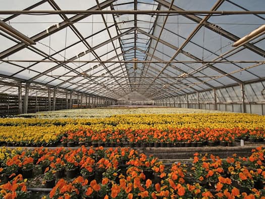 Greenhouse plants are among the test fields of the Chemnitz researchers: here they tested whether their AI explanations really work.