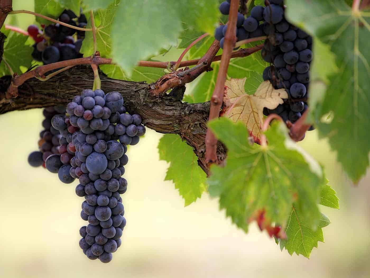 Sachsen stärkt Schutz der Weinberge im Elbland