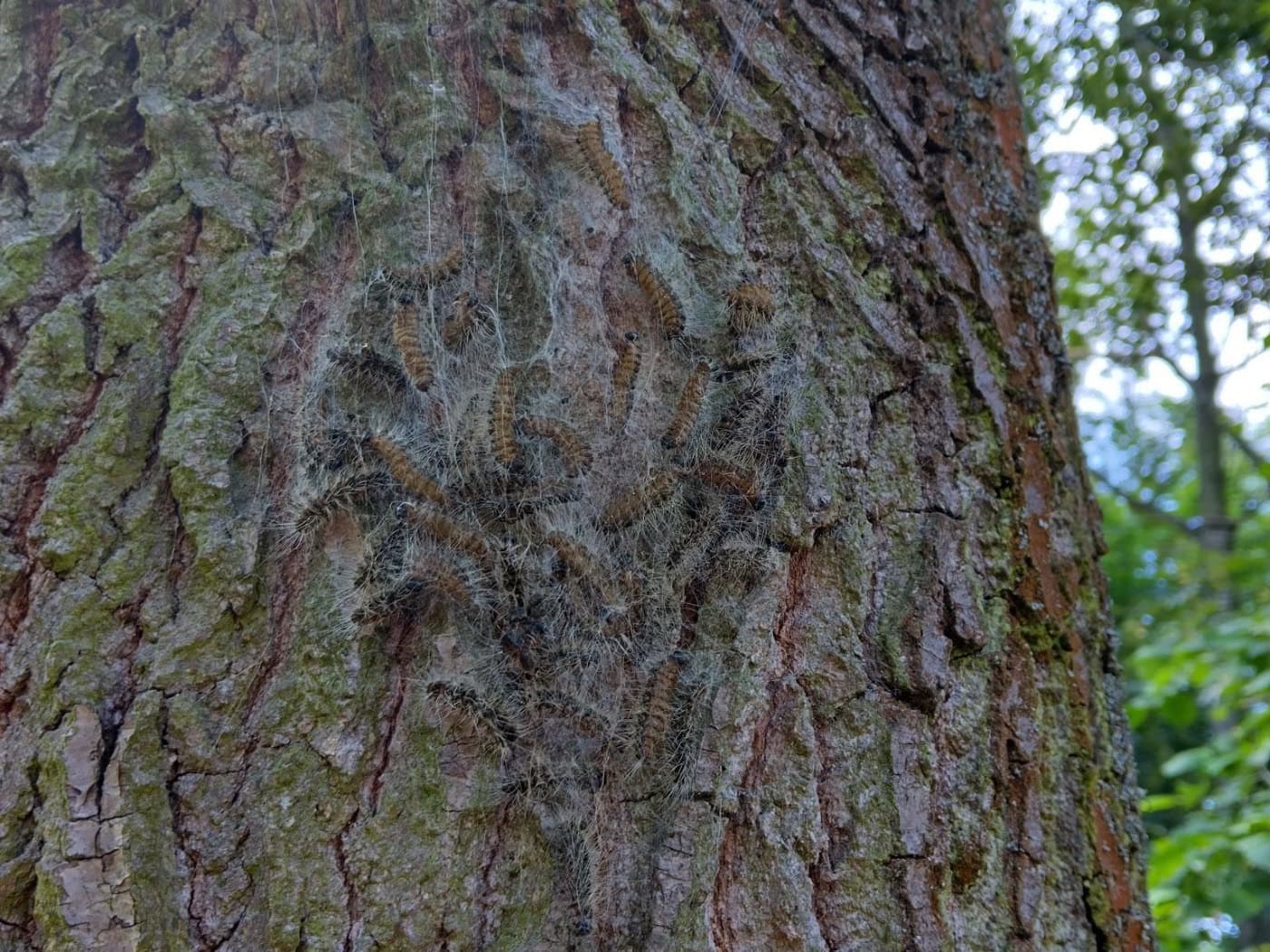 Eichenprozessionsspinner im Großen Garten entdeckt