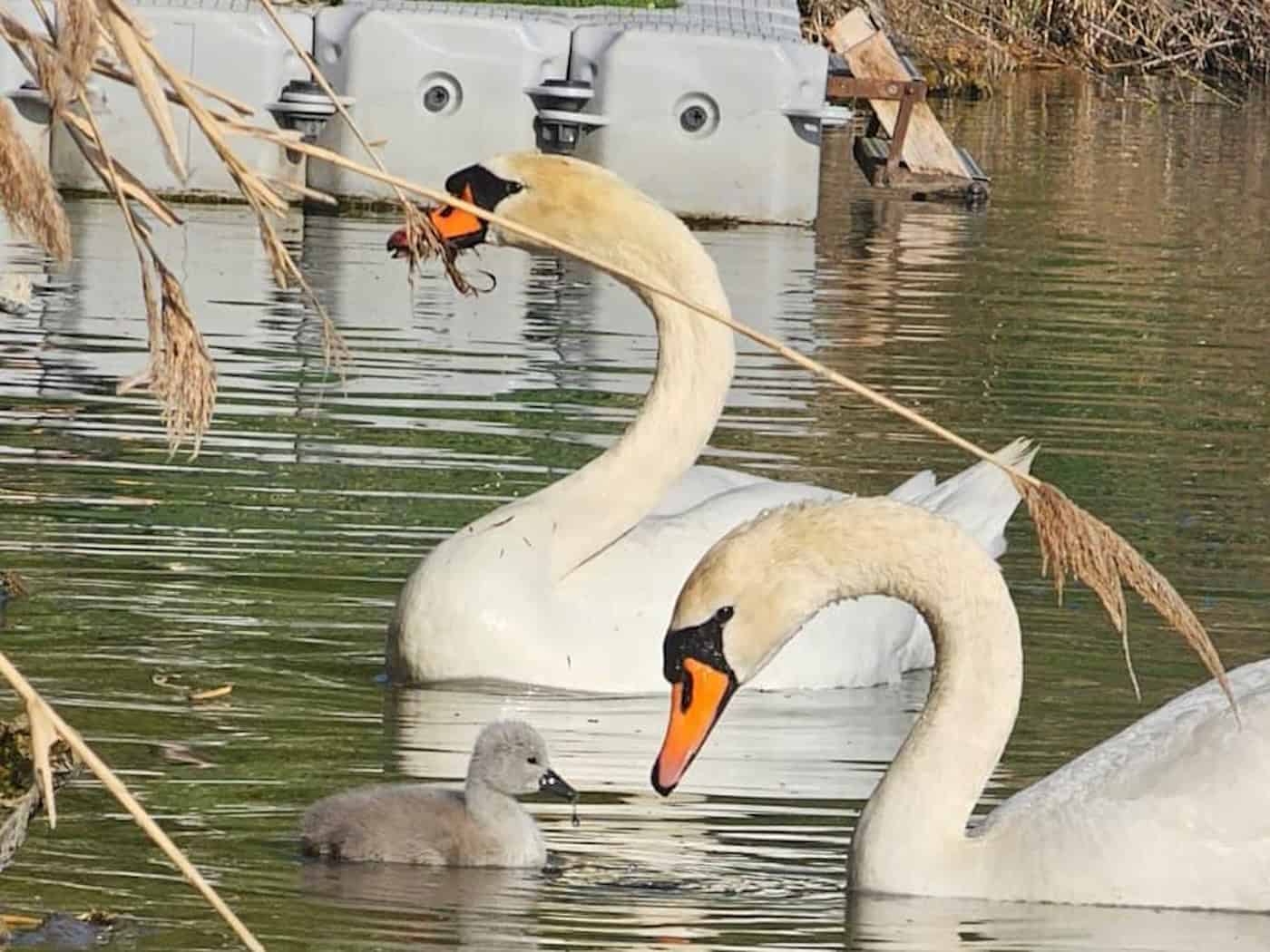 Zwei erwachsene Höckerschwäne schwimmen mit einem kleinen, grauen Schwanenküken im Wasser des Kiessees Leuben nahe einer Steganlage.