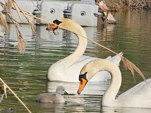 Zwei erwachsene Höckerschwäne schwimmen mit einem kleinen, grauen Schwanenküken im Wasser des Kiessees Leuben nahe einer Steganlage.