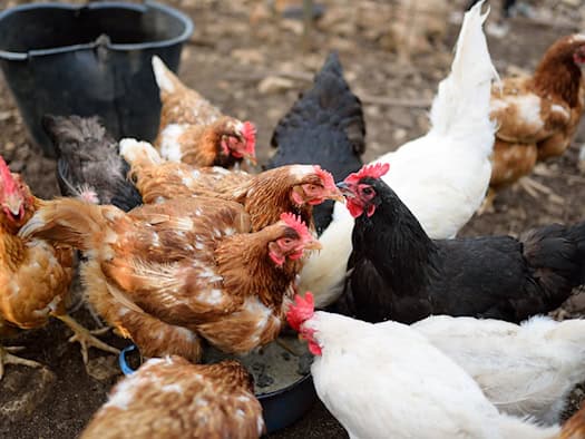 Snow-white, golden brown, or jet black: The plumage colors of domestic chickens are determined by a single gene.