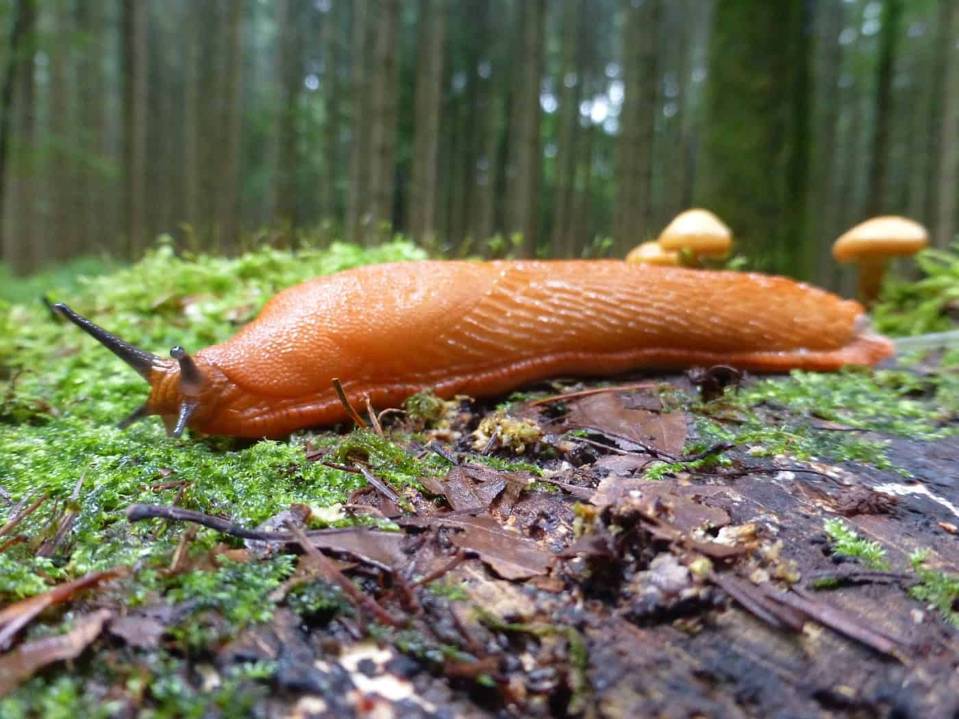 Schnecken-Alarm im Hochbeet 