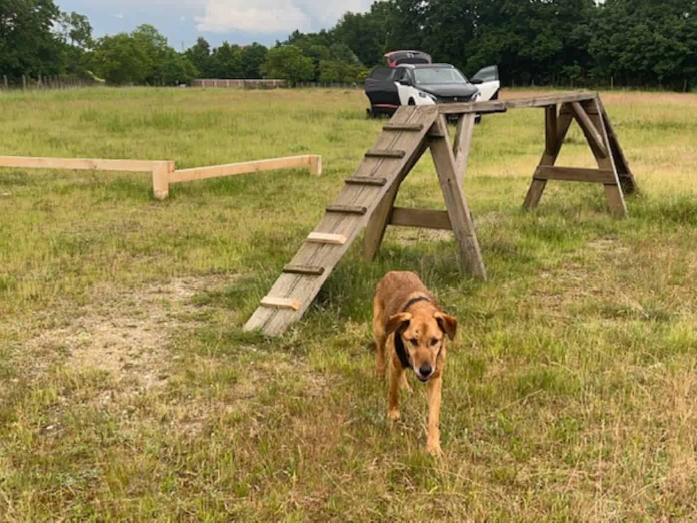 Foto: ein brauner Hund auf einer Wiese. Im Hintergrund ist aus Holz eine kleine Brücke und ein Balanceierbalken für Hunde. Und dahinter steht ein Auto. Die Wiese ist umrankt von Bäumen