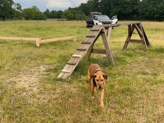 Foto: ein brauner Hund auf einer Wiese. Im Hintergrund ist aus Holz eine kleine Brücke und ein Balanceierbalken für Hunde. Und dahinter steht ein Auto. Die Wiese ist umrankt von Bäumen