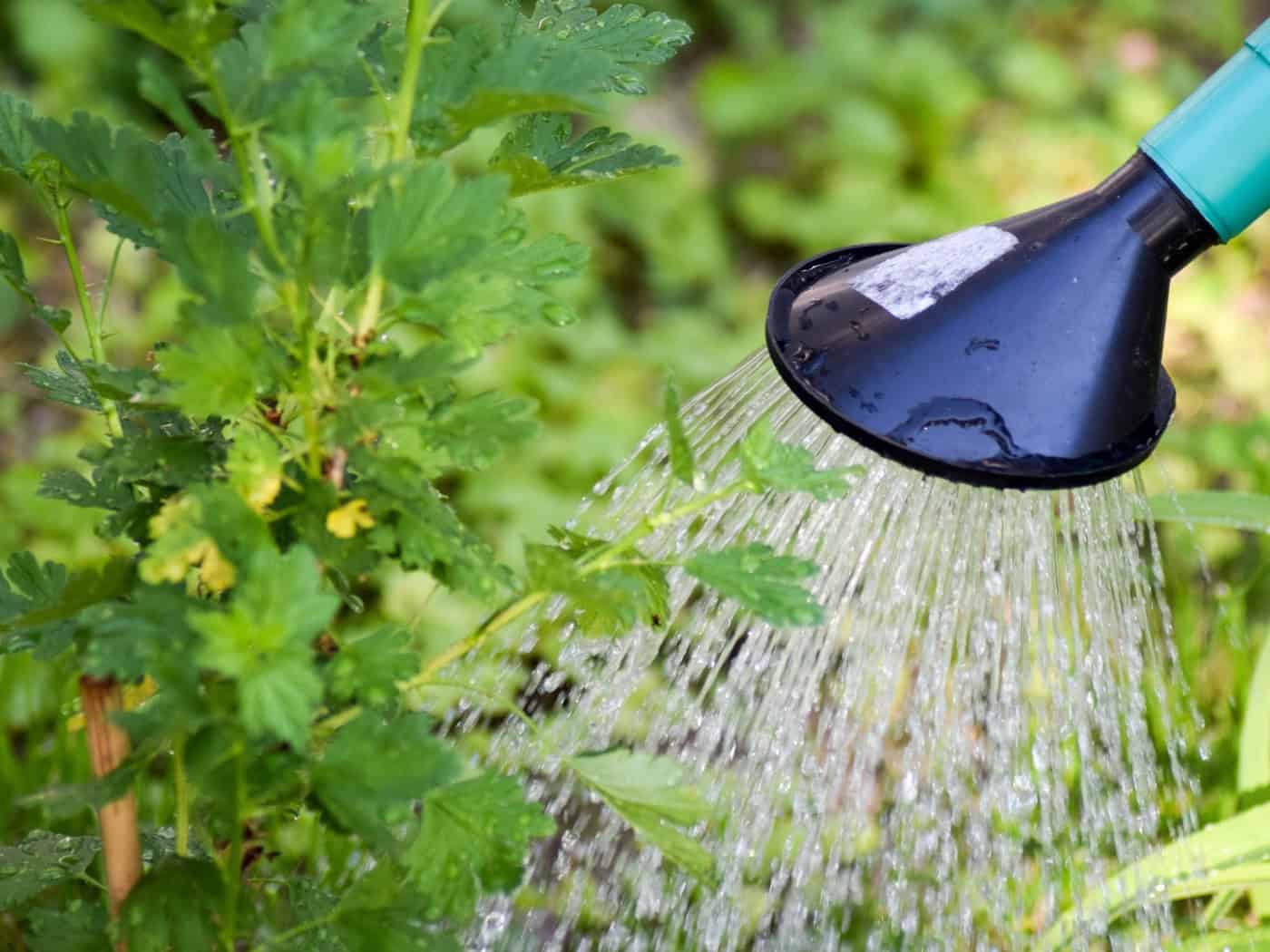 Nahaufnahme von grünen Gartenpflanzen, bei denen es sich im Vordergrund vermutlich um glatte Petersilie handelt. Auf der rechten Seite ist eine grüne Gießkanne im warmen Sommerlicht zu sehen, während der Hintergrund in sanften Grüntönen v