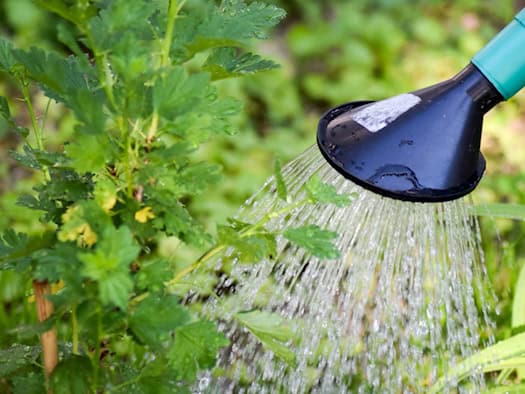 Nahaufnahme von grünen Gartenpflanzen, bei denen es sich im Vordergrund vermutlich um glatte Petersilie handelt. Auf der rechten Seite ist eine grüne Gießkanne im warmen Sommerlicht zu sehen, während der Hintergrund in sanften Grüntönen v