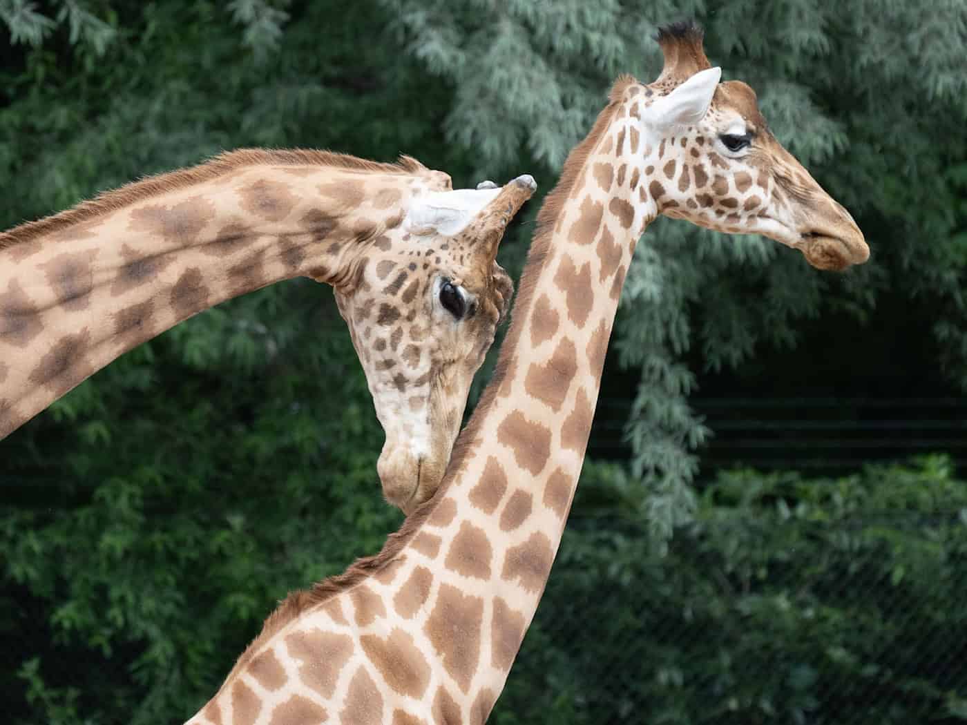 More Space for Giraffes and Zebras—New Enclosure in Dresden