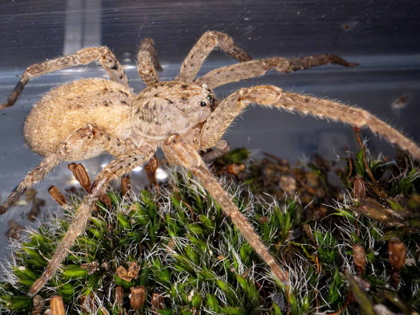 The Nosferatu spider is also at home in Saxony