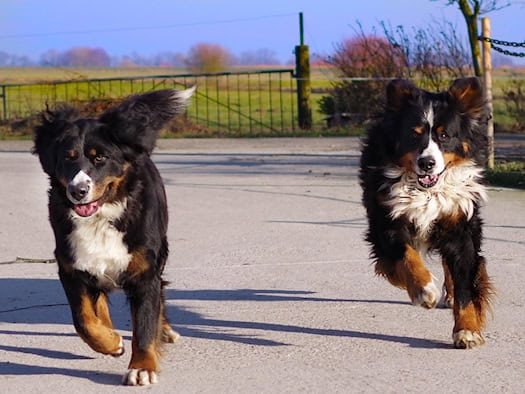 Zwei Berner Sennenhunde laufen fröhlich über einen asphaltierten Weg im Freien.