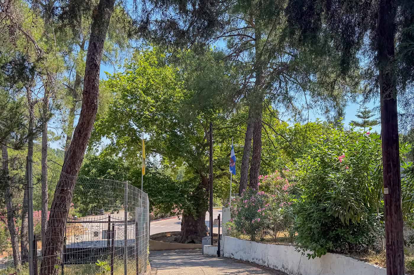 Platane vor dem Kloster Agios Nektarios auf Rhodos