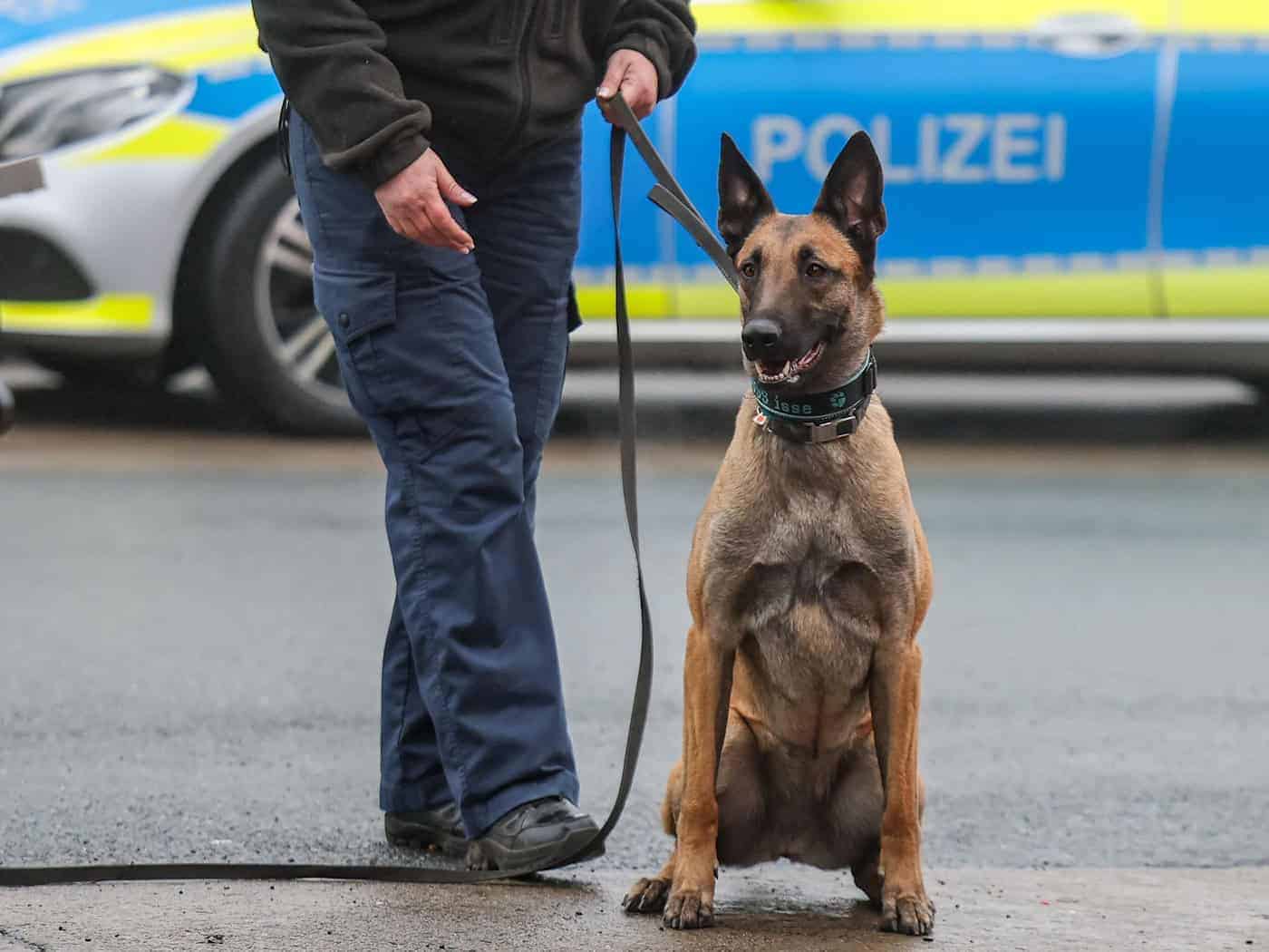 Se ha escapado un perro policía; la policía solicita cualquier información