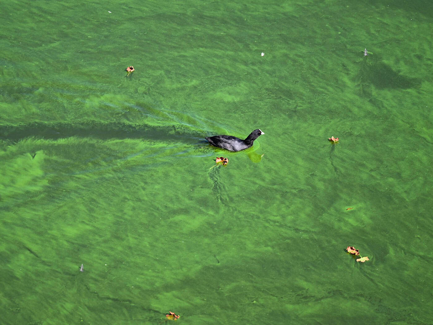 Problems with blue-green algae in the Bautzen Reservoir