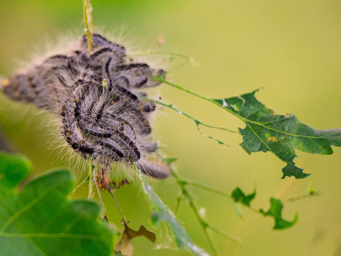 Caterpillar alarm: how experts remove nests in the large garden
