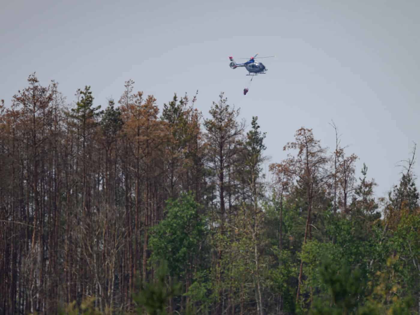 Regen lässt Waldbrandgefahr in Sachsen sinken