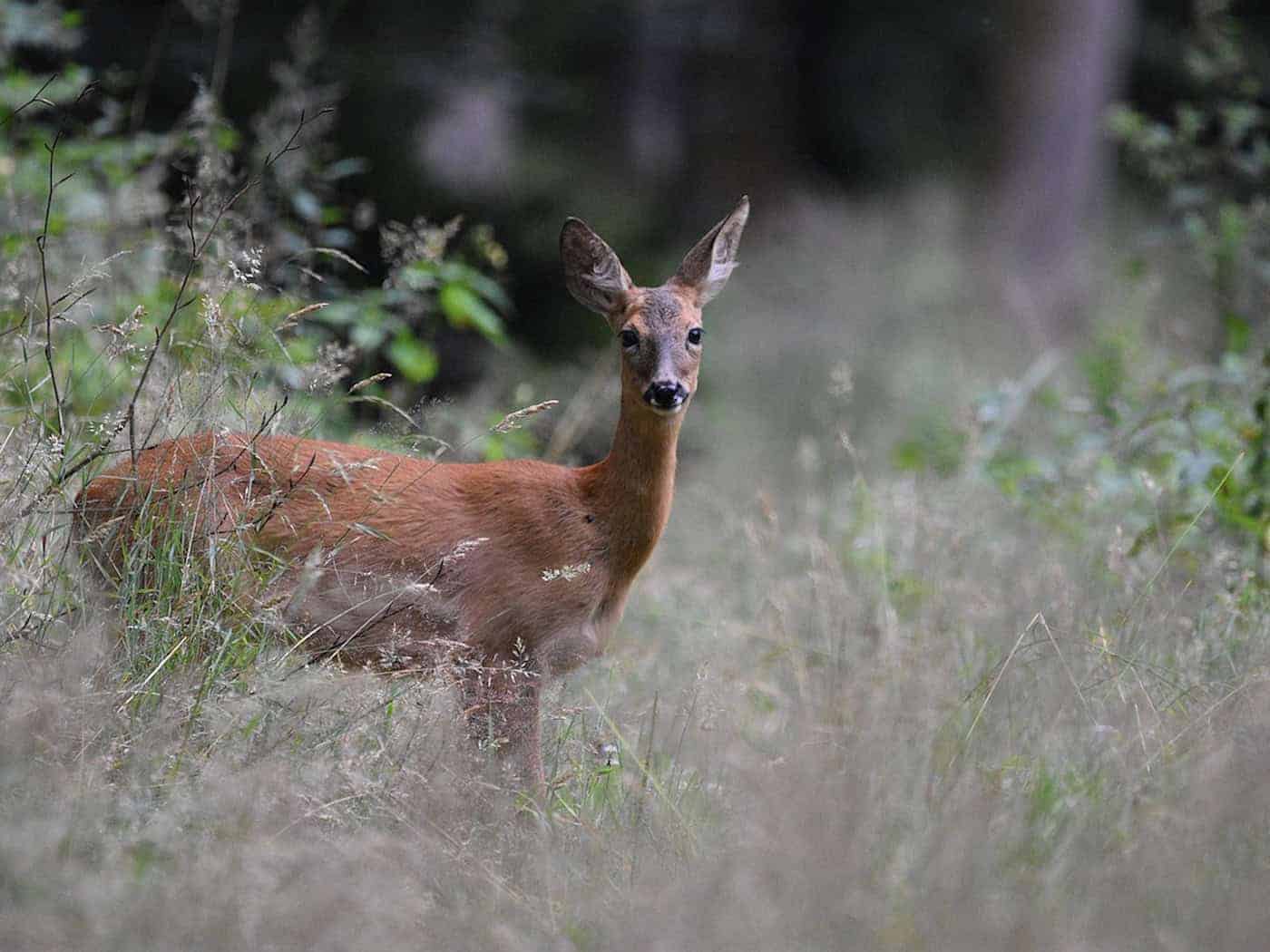 Moritzburg: Motorradfahrerin bei Wildunfall verletzt
