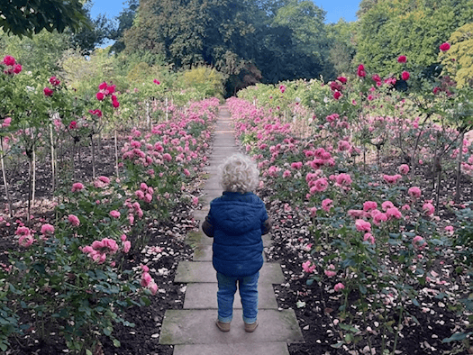 ie Rückansicht eines kleinen Kindes mit blonden Locken, das in einer blauen Weste und Jeans auf einem geraden Steinplattenweg steht. Der Pfad führt mitten durch ein langes, dicht bewachsenes Beet mit zahlreichen rosa blühenden Rosensträuchern.