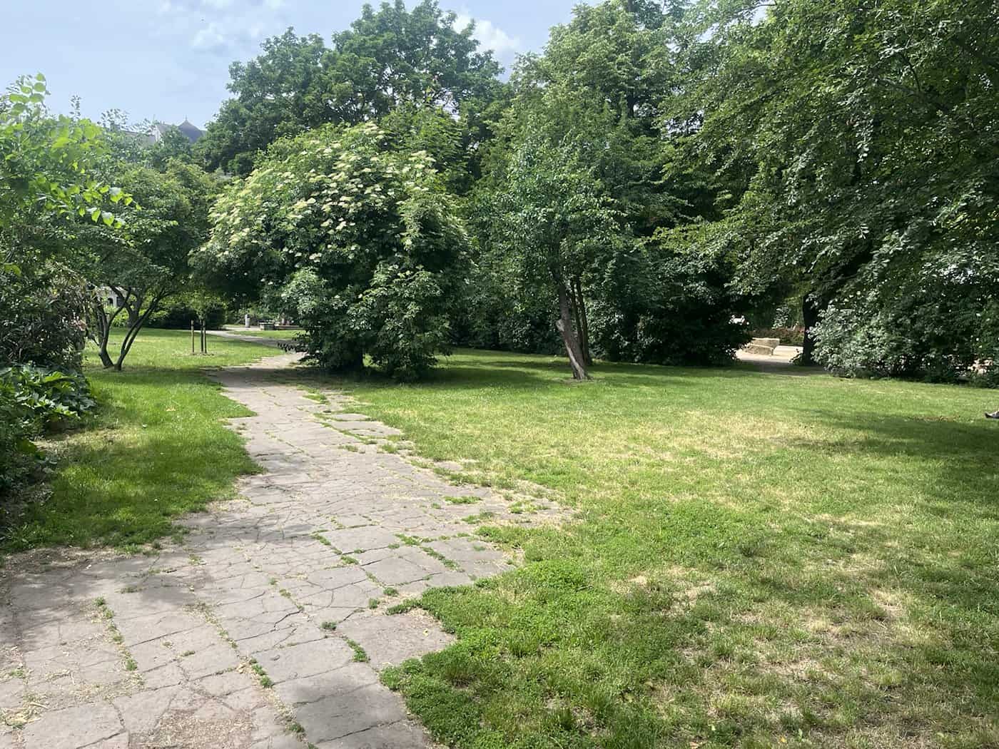 Ein alter, stark beschädigter und von Rissen durchzogener Steinplattenweg führt über eine Wiese auf dem Alaunplatz in Dresden.