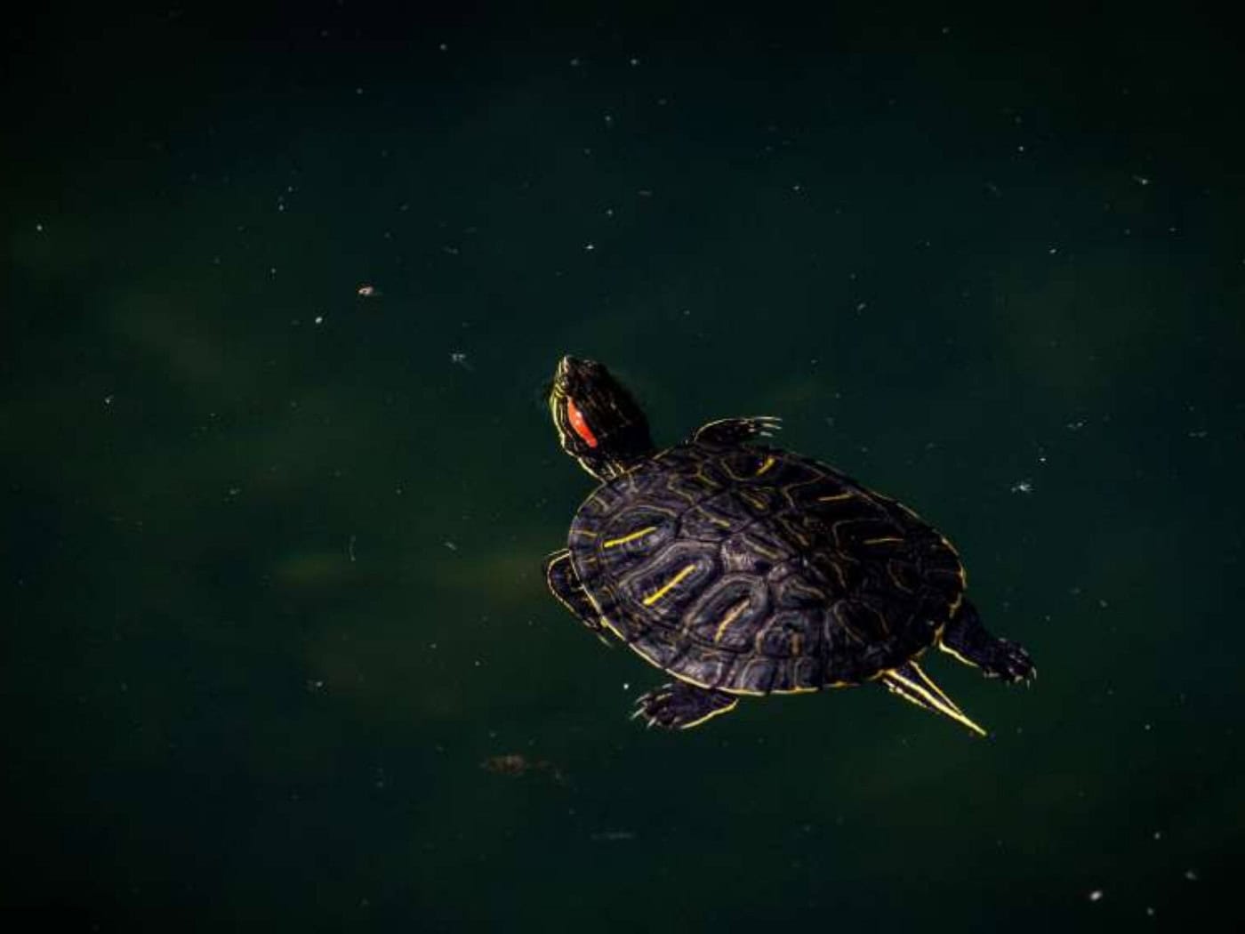 Turtles such as the North American lettered turtle are being released into the wild in Germany. 