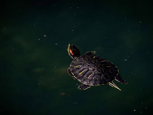 Turtles such as the North American lettered turtle are being released into the wild in Germany. 