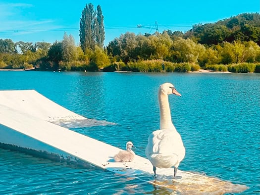 Ein stolzer weißer Höckerschwan steht neben einem kleinen, flauschigen grauen Schwanenküken auf einer weißen Wakeboard-Rampe im hellblauen Wasser des Kiessees Leuben unter strahlend blauem Himmel.