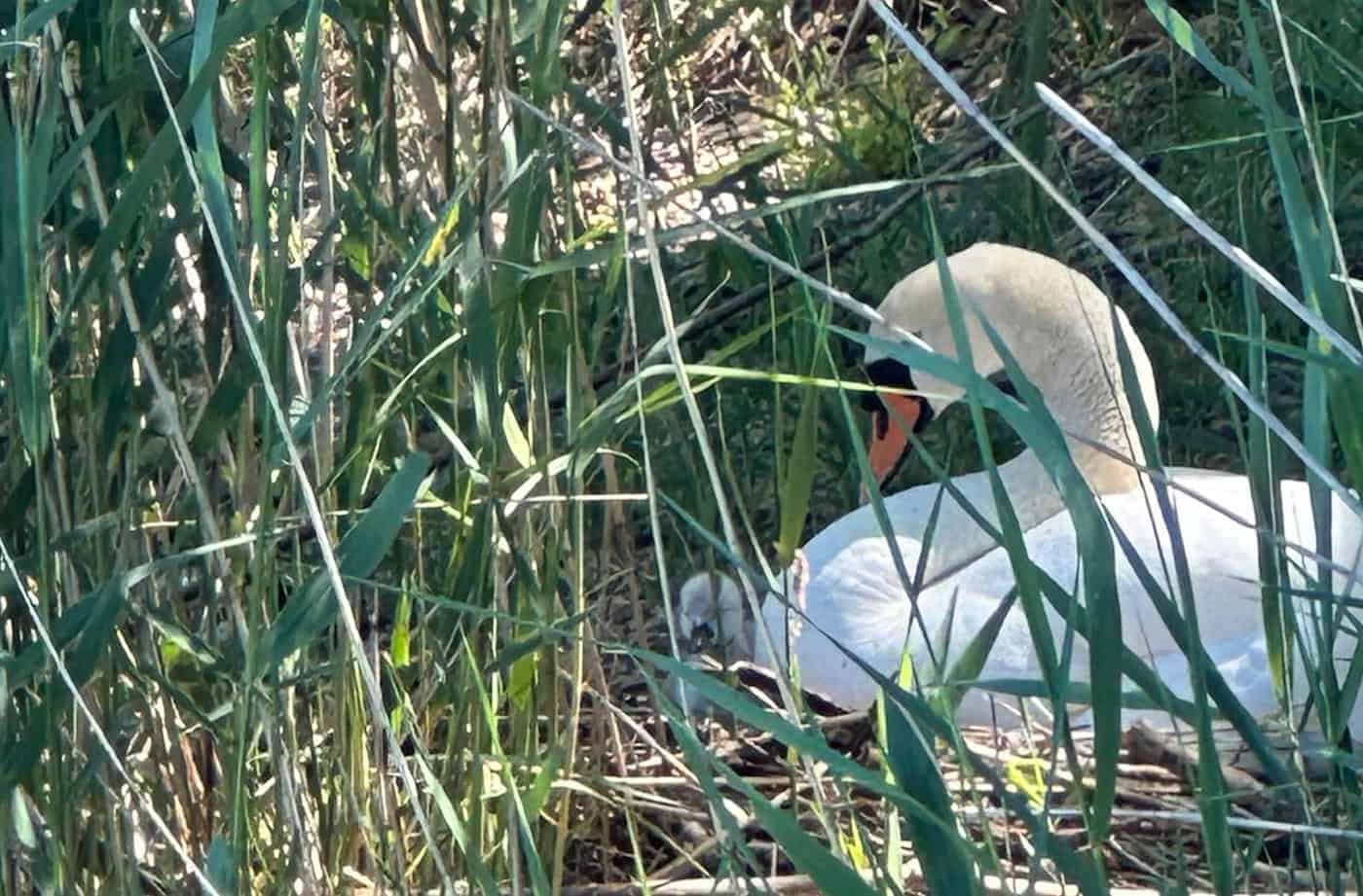 Ein weißer Höckerschwan sitzt gut geschützt im dichten Schilf in seinem Nest am Kiessee Leuben, während ein kleines graues Schwanenküken neben ihm hervorschaut.