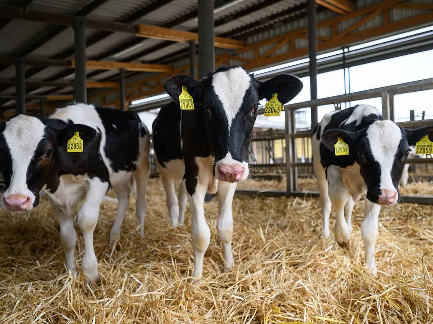 Zvířata a technika na dosah ruky – farmáři otevírají brány svých hospodářství