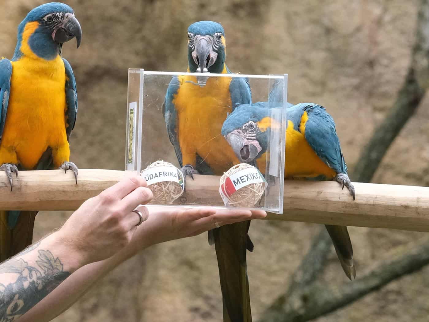 Consejo para México: el zoo de Leipzig lanza un oráculo animal para el Mundial