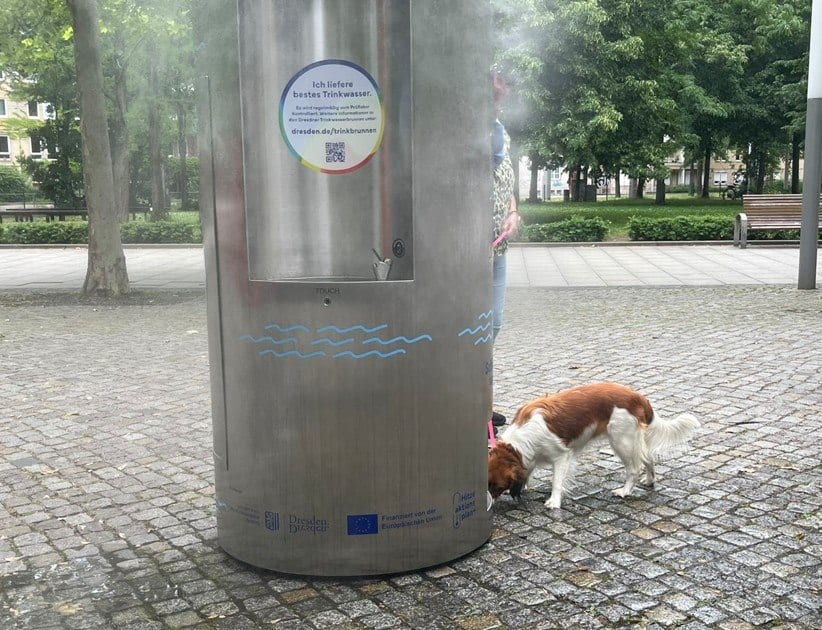 Ein braun-weißer Hund trinkt aus der bodennahen Hundetränke der neuen Nebeldusche in Dresden.