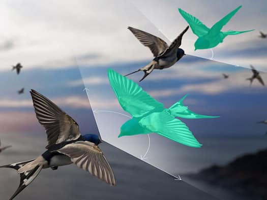 Ein unsichtbarer Begleiter: Der grüne Gegenvogel ist künstlich, aber entscheidend – er macht Vogelschwärme berechenbar.