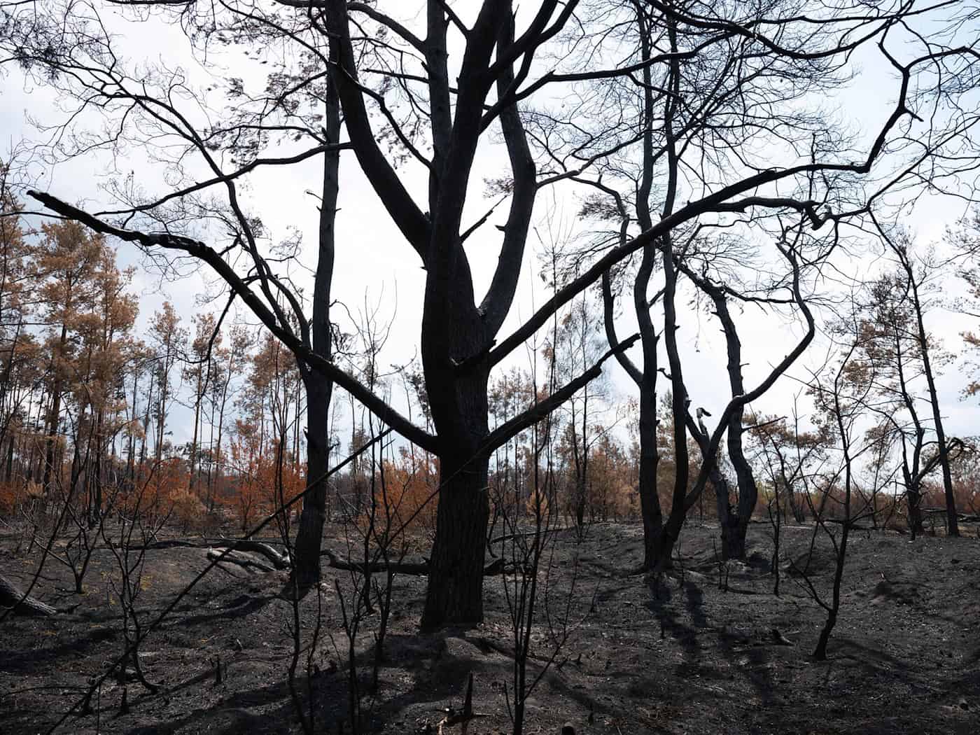 Warum sind Waldbrände in der Gohrischheide ein Problem?